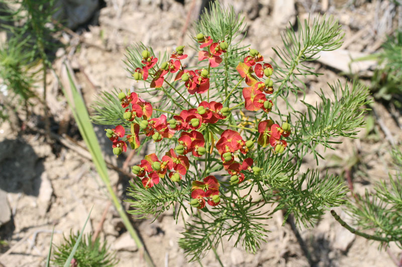 Euphorbia cyparissias / Euforbia cipressina